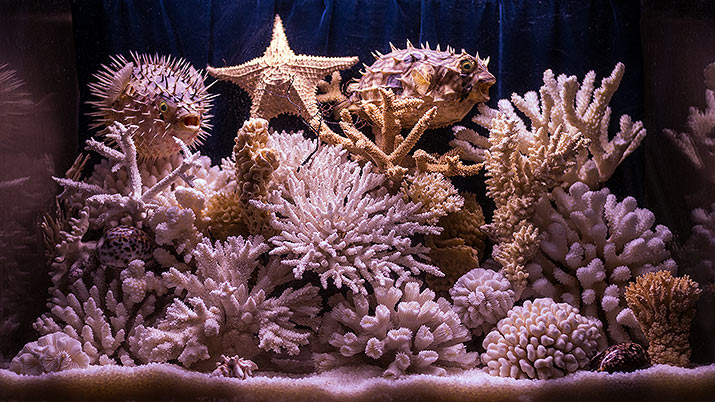 кораллы