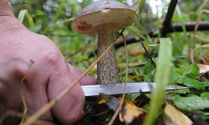 грибами