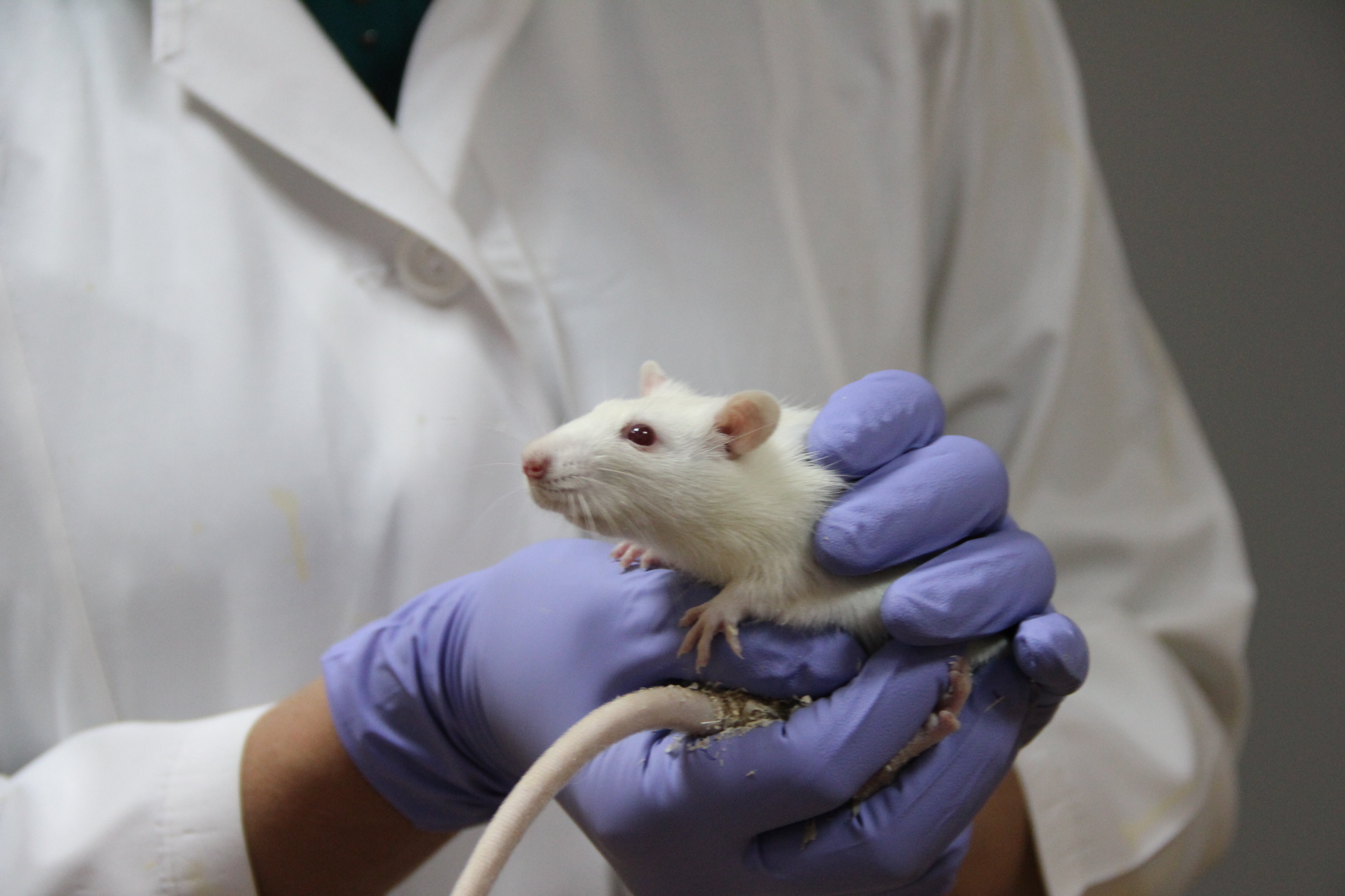 Вакцина мыши. Лабораторные животные. Лабораторная крыса. Исследования на мышах. Опыты на мышах.