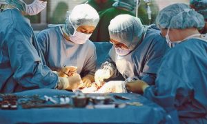 Немецкие ученые планируют разводить свиней для трансплантации человеческого сердца