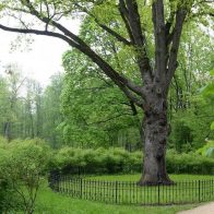 Тургеневский дуб исключен из участия в европейском конкурсе «Дерево года» из-за ситуации на Украине