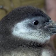 В Московском зоопарке появились на свет два пингвиненка Гумбольдта