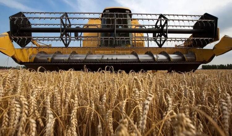 Египтом аннулированы контракты на поставку зерна из Украины
