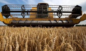 Египтом аннулированы контракты на поставку зерна из Украины