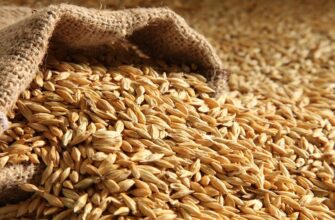 Россия безвозмездно поставила на Кубу 25 тысяч тонн пшеницы